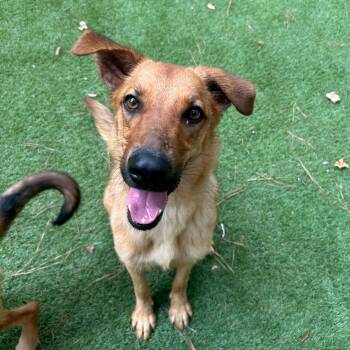Baby -  German Shepherd Dog and Labrador Retriever Dog for Adoption in Magnolia, Texas - Baby | PetCurious