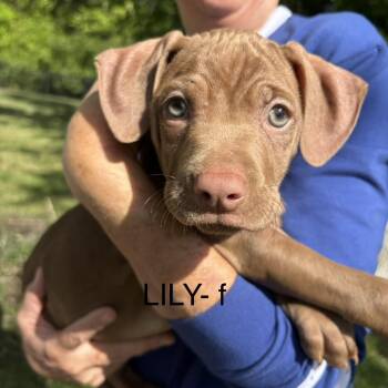 Pit Bull Terrier Dogs Available for Adoption in Brentwood, Tennessee - Lily | PetCurious
