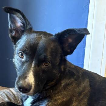Border Collie and Cardigan Welsh Corgi Dogs Available for Adoption in Saratoga Springs, New York - Barkley | PetCurious
