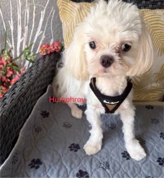Humphrey -  Maltese Dog for Adoption in Maitland, Florida - Humphrey | PetCurious