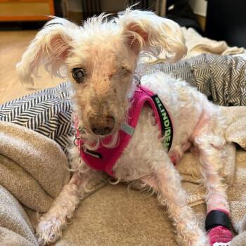 Nylon 14401 -  Miniature Poodle Dog for Adoption in San Francisco, California - Nylon 14401 | PetCurious