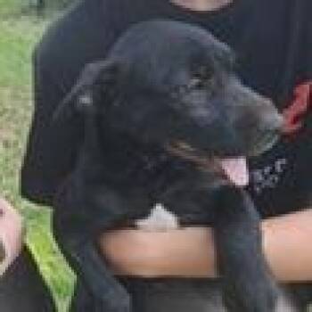 Penny -  Black Labrador Retriever and Terrier Dog for Adoption in Clearwater, Florida - Penny | PetCurious