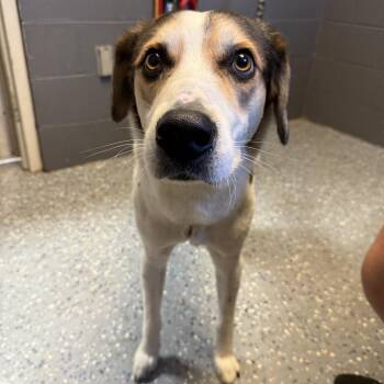 Jasper -  American Foxhound and Mixed Breed Dog for Adoption in Tuscaloosa, Alabama - Jasper | PetCurious