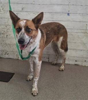 TOM -  Australian Cattle Dog Blue Heeler and Mixed Breed Dog for Adoption in San Bernardino, California - TOM | PetCurious