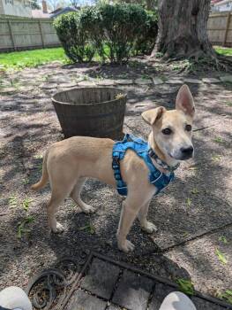 Carolina Dog and Mixed Breed Dogs Available for Adoption in Rockford, Illinois - Nila (pre-adoption) | PetCurious
