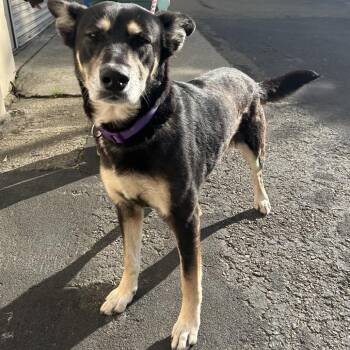 German Shepherd Dog Dogs Available for Adoption in Richmond, California - WENDY | PetCurious