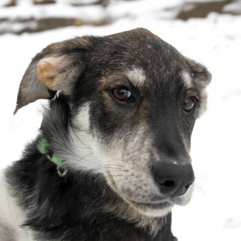 Rescue Shepherd Dogs for Adoption in Mckean, Pennsylvania - Natasha | PetCurious