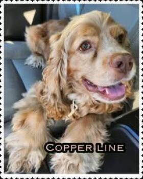 Copperline -  Cocker Spaniel Dog for Adoption in Milton, Georgia - Copperline | PetCurious