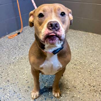 TUSC-Stray-85681 -  Pit Bull Terrier and Mixed Breed Dog for Adoption in Tuscaloosa, Alabama - TUSC-Stray-85681 | PetCurious
