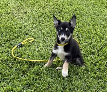 Dannie -  Siberian Husky Dog for Adoption in Louise, Texas - Dannie | PetCurious