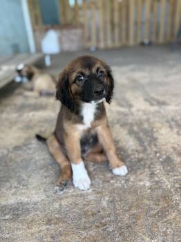 Mixed Breed Dogs Available for Adoption in Portland, Oregon - Socks | PetCurious