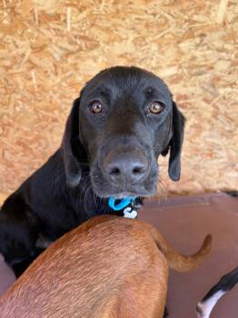 2 Chains -  Labrador Retriever Dog Available for Adoption in Morgantown, Kentucky - 2 Chains | PetCurious