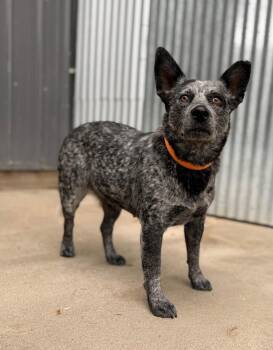 Blue -  Australian Cattle Dog Blue Heeler and Mixed Breed Dog for Adoption in Severance, Colorado - Blue | PetCurious
