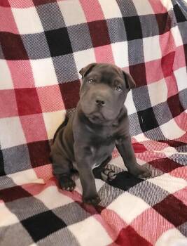 Shar Pei Dogs Available for Adoption in West Peoria, Illinois - Midnight Glee | PetCurious