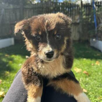 Emily Merrimack -  Mixed Breed Dog for Adoption in Toms River, New Jersey - Emily Merrimack | PetCurious