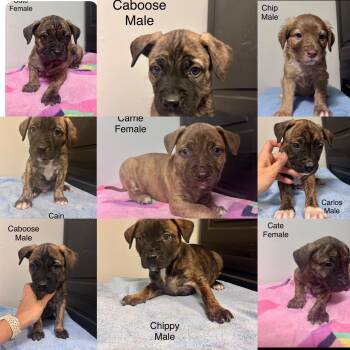 Rescue Spaniel and Labrador Retriever Dogs for Adoption in Seaside Heights, New Jersey - C Litter Spaniel/lab/ Aussie Mix | PetCurious