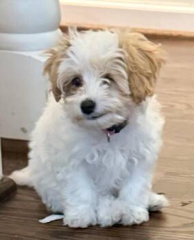 Fern -  Cavalier King Charles Spaniel and Poodle Dog for Adoption in Overland Park, Kansas - Fern | PetCurious