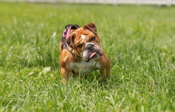 Princess -  English Bulldog Dog for Adoption in Landenberg, Pennsylvania - Princess | PetCurious