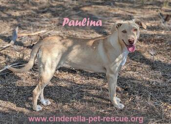 Labrador Retriever Dogs Available for Adoption - Paulina | PetCurious
