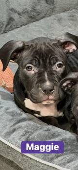 Pit Bull Terrier Dogs Available for Adoption - Maggie | PetCurious