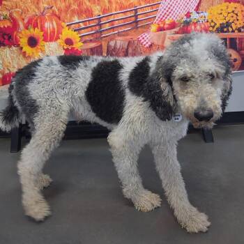 Pierre -  Standard Poodle Dog for Adoption in Normal, Illinois - Pierre | PetCurious