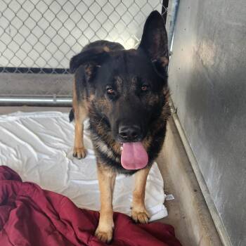 Soup -  German Shepherd Dog and Mixed Breed Dog for Adoption in St. Helena, California - Soup | PetCurious