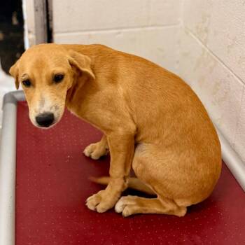 Mixed Breed Dogs Available for Adoption in Evensville, Tennessee - Zeus | PetCurious