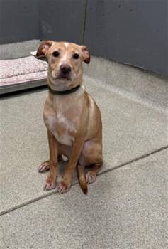 MARIO -  Labrador Retriever and Mixed Breed Dog Available for Adoption in Tallahassee, Florida - MARIO | PetCurious