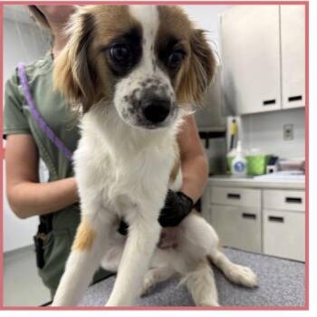 Papillon and Terrier Dogs Available for Adoption in Copiague, New York - Relish | PetCurious