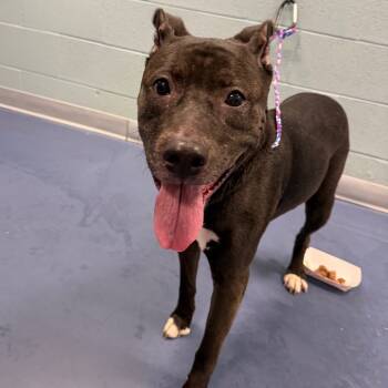 Rescue Pit Bull Terrier Dogs for Adoption in Greensboro, North Carolina - French Fry | PetCurious