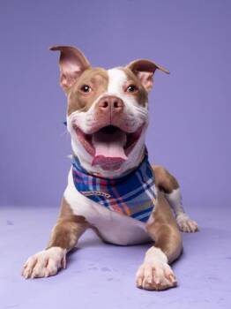 Raff -  Pit Bull Terrier and Mixed Breed Dog for Adoption in Atlanta, Georgia - Raff | PetCurious
