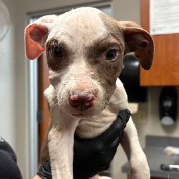 Lisa -  Pit Bull Terrier Dog for Adoption in Yuma, Arizona - Lisa | PetCurious