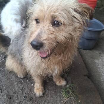 Rescue Terrier Dogs for Adoption in Georgetown, Texas - Ozzy | PetCurious