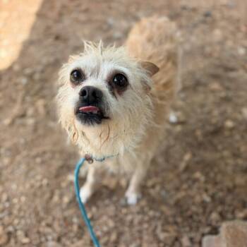 Greta -  Yorkshire Terrier and Chihuahua Dog for Adoption in Greenville, South Carolina - Greta | PetCurious