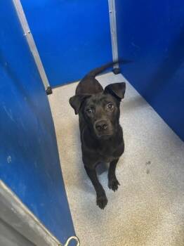 Buddy -  Black Labrador Retriever Dog for Adoption in North Little Rock, Arkansas - Buddy | PetCurious
