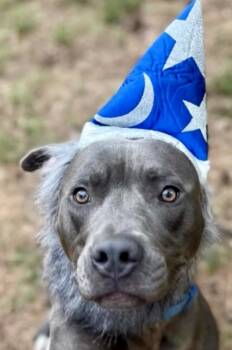 Pit Bull Terrier Dogs Available for Adoption in Lawrenceville, Georgia - Merlin | PetCurious