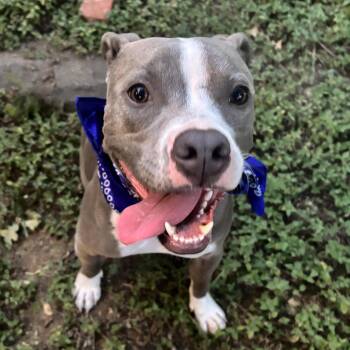 Rescue American Staffordshire Terrier Dogs for Adoption in Houston, Texas - Nolia | PetCurious