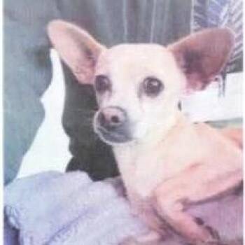 Chihuahua Dogs Available for Adoption - Mister | PetCurious