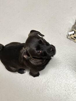 Ruby -  Terrier and Pug Dog for Adoption in Bolton, Ontario - Ruby | PetCurious