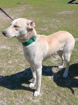Carolina Dog and Mixed Breed Dogs Available for Adoption in Conway, South Carolina - Volcano | PetCurious