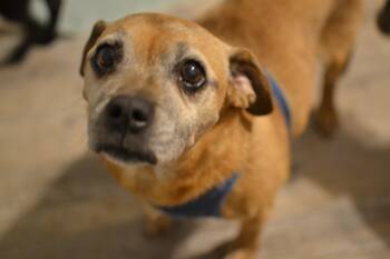 Bruin -  Beagle Dog for Adoption in Franklinton, North Carolina - Bruin | PetCurious