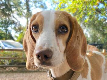Rescue Beagle Dogs for Adoption in Tomball, Texas - Sawyer | PetCurious