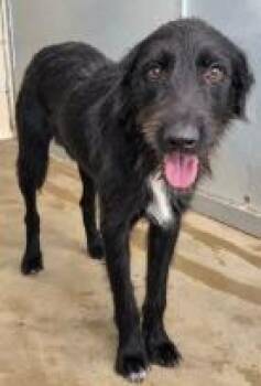 Squirtle -  Labrador Retriever Dog for Adoption - Squirtle | PetCurious