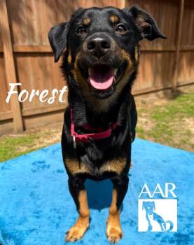 Forest -  Australian Kelpie and Mixed Breed Dog Available for Adoption in Magnolia, Texas - Forest | PetCurious
