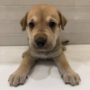 Brooks -  Great Pyrenees Dog for Adoption in New York, New York - Brooks | PetCurious