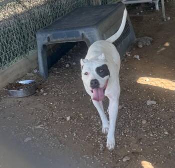 Abby -  Pit Bull Terrier Dog for Adoption in Quinlan, Texas - Abby | PetCurious