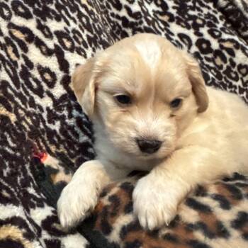 Miniature Poodle Dogs Available for Adoption - Snickers | PetCurious