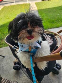 Shih Tzu Dogs Available for Adoption in Parkville, Maryland - Marlee Cooper | PetCurious