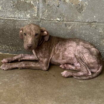 Rescue American Bulldog and Catahoula Leopard Dog Dogs for Adoption in Grand Bay, Alabama - Avery | PetCurious