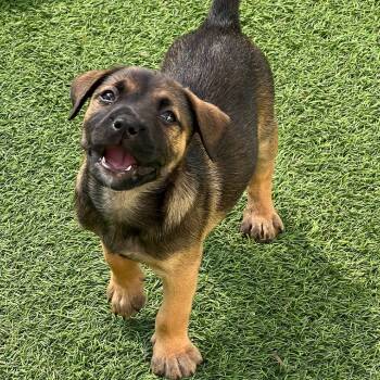 Rescue Mixed Breed Dogs for Adoption in Loxahatchee Groves, Florida - Norman Bates | PetCurious